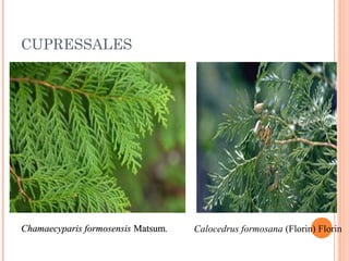 CUPRESSALES

Chamaecyparis formosensis Matsum.

Calocedrus formosana (Florin) Florin 

 