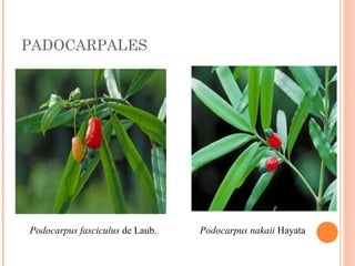 PADOCARPALES
　

　 
　 

Podocarpus fasciculus de Laub. 

Podocarpus nakaii Hayata 　

 