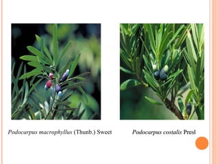 　 

Podocarpus macrophyllus (Thunb.) Sweet 

Podocarpus costalis Presl

 