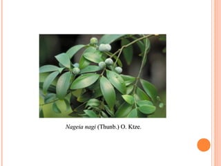 　

Nageia nagi (Thunb.) O. Ktze.

 