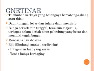 GNETINAE batangnya bercabang-cabang
Tumbuhan berkayu yang


atau tidak
 Daun tunggal, lebar dan tulang daun menyirip
 Bunga berkelamin tunggal, tersusun majemuk,
terdapat dalam ketiak daun pelindung yang besar dan
memiliki tenda bunga
 Monoseus dan dioseus
 Biji dilindungi mantel, terdiri dari
- Integumen luar yang keras
- Tenda bunga berdaging

 
