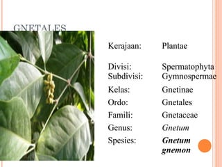 GNETALES
Kerajaan:

Plantae

Divisi:
Subdivisi:

Spermatophyta
Gymnospermae

Kelas:
Ordo:
Famili:
Genus:
Spesies:

Gnetinae
Gnetales
Gnetaceae
Gnetum
Gnetum
gnemon

 