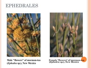 EPHEDRALES

Male "flowers" of mormon-tea
(Ephedra sp.), New Mexico 

Female "flowers" of mormon-tea
(Ephedra sp.), New Mexico

 