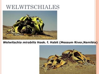 WELWITSCHIALES

Welwitschia mirabilis Hook. f. Habit (Messum River,Namibia) 

 