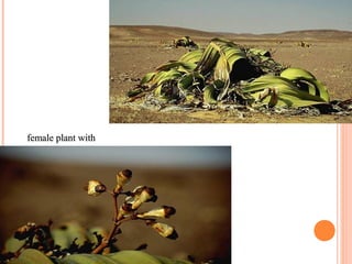 female plant with 
megastrobili

 