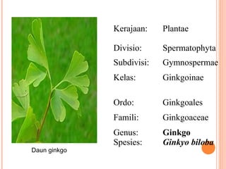 Kerajaan:
Divisio:

Spermatophyta

Subdivisi:

Gymnospermae

Kelas:

Ginkgoinae

Ordo:

Ginkgoales

Famili:

Daun ginkgo

Plantae

Ginkgoaceae

Genus:
Spesies:

Ginkgo
Ginkyo biloba

 