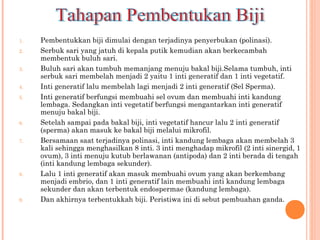 1.
2.
3.
4.
5.

6.
7.

8.

9.

Pembentukkan biji dimulai dengan terjadinya penyerbukan (polinasi).
Serbuk sari yang jatuh di kepala putik kemudian akan berkecambah
membentuk buluh sari.
Buluh sari akan tumbuh memanjang menuju bakal biji.Selama tumbuh, inti
serbuk sari membelah menjadi 2 yaitu 1 inti generatif dan 1 inti vegetatif.
Inti generatif lalu membelah lagi menjadi 2 inti generatif (Sel Sperma).
Inti generatif berfungsi membuahi sel ovum dan membuahi inti kandung
lembaga. Sedangkan inti vegetatif berfungsi mengantarkan inti generatif
menuju bakal biji.
Setelah sampai pada bakal biji, inti vegetatif hancur lalu 2 inti generatif
(sperma) akan masuk ke bakal biji melalui mikrofil.
Bersamaan saat terjadinya polinasi, inti kandung lembaga akan membelah 3
kali sehingga menghasilkan 8 inti. 3 inti menghadap mikrofil (2 inti sinergid, 1
ovum), 3 inti menuju kutub berlawanan (antipoda) dan 2 inti berada di tengah
(inti kandung lembaga sekunder).
Lalu 1 inti generatif akan masuk membuahi ovum yang akan berkembang
menjadi embrio, dan 1 inti generatif lain membuahi inti kandung lembaga
sekunder dan akan terbentuk endospermae (kandung lembaga).
Dan akhirnya terbentukkah biji. Peristiwa ini di sebut pembuahan ganda.

 
