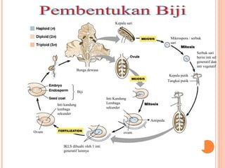 Kepala sari

Mikrospora / serbuk
sari
Serbuk sari
berisi inti sel
generatif dan
inti vegetatif

Bunga dewasa
Kepala putik
Tangkai putik
Biji
Inti Kandung
Lembaga
sekunder

Inti kandung
lembaga
sekunder

Antipoda

Ovum dibuahi
oleh 1 inti
generatif

Ovum

ovum

IKLS dibuahi oleh 1 inti
generatif lainnya

 