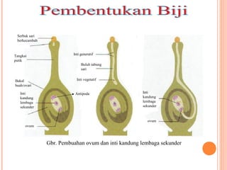 Serbuk sari
berkecambah

Tangkai
putik

Bakal
buah/ovari
Inti
kandung
lembaga
sekunder

Inti generatif
2 INTI
GENERATIF
Buluh tabung
sari
Inti vegetatif

Antipoda

Inti
kandung
lembaga
sekunder

ovum
ovum

Gbr. Pembuahan ovum dan inti kandung lembaga sekunder

 