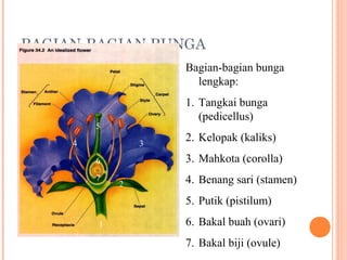 BAGIAN-BAGIAN BUNGA
Bagian-bagian bunga
lengkap:
1. Tangkai bunga
(pedicellus)

5
4

3

3. Mahkota (corolla)

6
7

2. Kelopak (kaliks)

2

4. Benang sari (stamen)
5. Putik (pistilum)

1

6. Bakal buah (ovari)
7. Bakal biji (ovule)

 