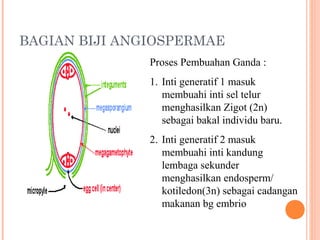 BAGIAN BIJI ANGIOSPERMAE
Proses Pembuahan Ganda :
1. Inti generatif 1 masuk
membuahi inti sel telur
menghasilkan Zigot (2n)
sebagai bakal individu baru.
2. Inti generatif 2 masuk
membuahi inti kandung
lembaga sekunder
menghasilkan endosperm/
kotiledon(3n) sebagai cadangan
makanan bg embrio

 