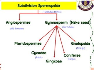 (Tumbuhan Berbiji)

(Biji Terbuka)

(Biji Tertutup)

(Mlinjo)
(Pakis)

(Pinus)

 
