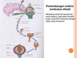 Perkembangan embrio
tumbuhan dikotil
Menjelang bakal biji menjadi biji
yang matang, zigot telah menjadi
suatu tumbuhan embrionik dengan
organ yang sempurna

 