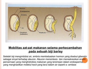 Mobilitas zat-zat makanan selama perkecambahan
pada sebuah biji barley
Setelah biji mengimbibisi air, embrio membebaskan hormon yang disebut giberelin
sebagai sinyal terhadap aleuron. Aleuron mensintesis dan mensekresikan enzim
pencernaan yang menghidrolisis makanan yang tersimpan dalam endosperma,
yang menghasilkan molekul kecil yang larut dalam air seperti α -amilase

 