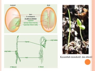 Kecambah monokotil dan dikotil

 