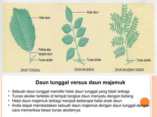 Daun tunggal versus daun majemuk
•
•
•
•

Sebuah daun tunggal memiliki helai daun tunggal yang tidak terbagi
Tunas aksiler terletak di tempat tangkai daun menyatu dengan batang
Helai daun majemuk terbagi menjadi beberapa helai anak daun
Anda dapat membedakan sebuah daun majemuk dengan daun tunggal dengan
cara memeriksa lokasi tunas aksilernya

 