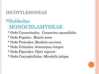 DICOTYLEDONEAE
Subkelas

MONOCHLAMYDEAE

* Ordo Casuarinales: Casuarina equsetifolia
* Ordo Fagales: Betula nona
* Ordo Proteales: Banksia coccinea
* Ordo Urticales: Artocarpus integra
* Ordo Piperales: Piper nigrum
* Ordo Caryophyllales: Mirabilis jalapa

 
