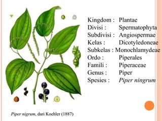 Kingdom : Plantae
Divisi :
Spermatophyta
Subdivisi : Angiospermae
Kelas :
Dicotyledoneae
Subkelas : Monochlamydeae
Ordo :
Piperales
Famili :
Piperaceae
Genus :
Piper
Spesies : Piper ningrum

Piper nigrum, dari Koehler (1887)

 