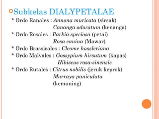 Subkelas

DIALYPETALAE

* Ordo Ranales : Annona muricata (sirsak)
Cananga odoratum (kenanga)
* Ordo Rosales : Parkia speciosa (petai)
Rosa canina (Mawar)
* Ordo Brassicales : Cleome hassleriana
* Ordo Malvales : Gossypium hirsutum (kapas)
Hibiscus rosa-sinensis
* Ordo Rutales : Citrus nobilis (jeruk keprok)
Murraya paniculata
(kemuning)

 