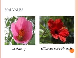MALVALES

Malvus sp

Hibiscus rosa-sinensis

 