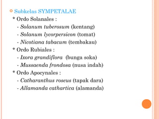 Subkelas SYMPETALAE
* Ordo Solanales :
- Solanum tuberosum (kentang)
- Solanum lycorpersicon (tomat)
- Nicotiana tabacum (tembakau)
* Ordo Rubiales :
- Ixora grandiflora (bunga soka)
- Mussaenda frondosa (nusa indah)
* Ordo Apocynales :
- Catharanthus roseus (tapak dara)
- Allamanda cathartica (alamanda)



 