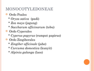 MONOCOTYLEDONEAE
Ordo Poales
* Oryza sativa (padi)
* Zea mays (jagung)
* Saccharum officinarum (tebu)
 Ordo Cyperales
* Cyperus papyrus (rumput papirus)
 Ordo Zingiberales
* Zingiber officinale (jahe)
* Curcuma domestica (kunyit)
* Alpinia galanga (laos)


 