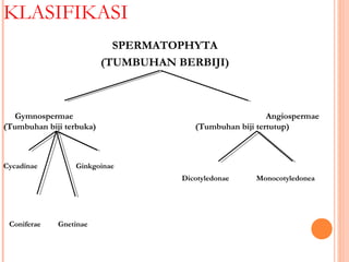 KLASIFIKASI
SPERMATOPHYTA
(TUMBUHAN BERBIJI)

Gymnospermae
(Tumbuhan biji terbuka)

Cycadinae

Angiospermae
(Tumbuhan biji tertutup)

Ginkgoinae
Dicotyledonae

Coniferae

Gnetinae

Monocotyledonea

 