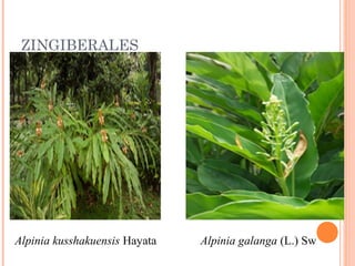 ZINGIBERALES

Alpinia kusshakuensis Hayata 　

Alpinia galanga (L.) Sw

 