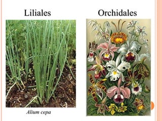Liliales

Alium cepa

Orchidales

 
