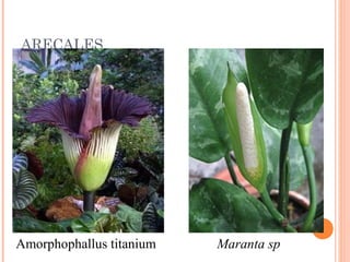 ARECALES

Amorphophallus titanium

Maranta sp

 