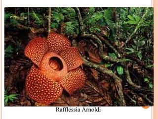 Rafflessia Arnoldi

 