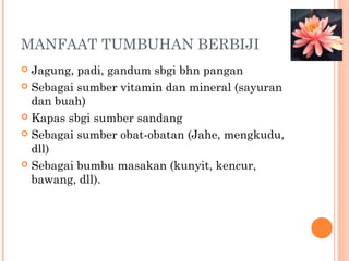 MANFAAT TUMBUHAN BERBIJI
Jagung, padi, gandum sbgi bhn pangan
 Sebagai sumber vitamin dan mineral (sayuran
dan buah)
 Kapas sbgi sumber sandang
 Sebagai sumber obat-obatan (Jahe, mengkudu,
dll)
 Sebagai bumbu masakan (kunyit, kencur,
bawang, dll).


 