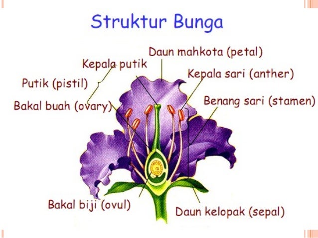 Sperma To Phyta
