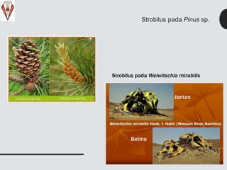 Strobilus pada Pinus sp.
Strobilus pada Welwitschia mirabilis
Jantan
Betina
 