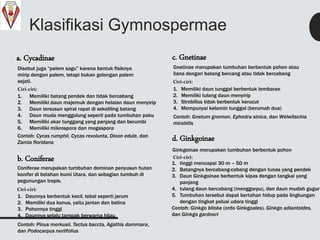 Klasifikasi Gymnospermae
a. Cycadinae
Disebut juga “palem sagu” karena bentuk fisiknya
mirip dengan palem, tetapi bukan golongan palem
sejati.
Ciri-ciri:
1. Memiliki batang pendek dan tidak bercabang
2. Memiliki daun majemuk dengan helaian daun menyirip
3. Daun tersusun spiral rapat di sekeliling batang
4. Daun muda menggulung seperti pada tumbuhan paku
5. Memiliki akar tunggang yang panjang dan berumbi
6. Memiliki mikrospora dan megaspora
Contoh: Cycas rumphii, Cycas revolunta, Dioon edule, dan
Zamia floridana
b. Coniferae
Coniferae merupakan tumbuhan dominan penyusun hutan
konifer di belahan bumi Utara, dan sebagian tumbuh di
pegunungan tropis.
Ciri-ciri:
1. Daunnya berbentuk kecil, tebal seperti jarum
2. Memiliki dua konus, yaitu jantan dan betina
3. Pohonnya tinggi
4. Daunnya selalu tampak berwarna hijau
Contoh: Pinus merkusii, Tactus baccta, Agathis dammara,
dan Podocarpus neriifolius
c. Gnetinae
Gnetinae merupakan tumbuhan berbentuk pohon atau
liana dengan batang bercang atau tidak bercabang
Ciri-ciri:
1. Memiliki daun tunggal berbentuk lembaran
2. Memiliki tulang daun menyirip
3. Strobillus tidak berbentuk kerucut
4. Mempunyai kelamin tunggal (berumah dua)
Contoh: Gnetum gnemon, Ephedra sinica, dan Welwitschia
mirabilis
d. Ginkgoinae
Ginkgoinae merupakan tumbuhan berbentuk pohon
Ciri-ciri:
1. tinggi mencapai 30 m – 50 m
2. Batangnya bercabang-cabang dengan tunas yang pendek
3. Daun Ginkgoinae berbentuk kipas dengan tangkai yang
panjang
4. tulang daun bercabang (menggarpu), dan daun mudah gugur
5. Tumbuhan tersebut dapat bertahan hidup pada lingkungan
dengan tingkat polusi udara tinggi
Contoh: Ginkgo biloba (ordo Ginkgoales). Ginkgo adiantoides,
dan Ginkgo gardneri
 