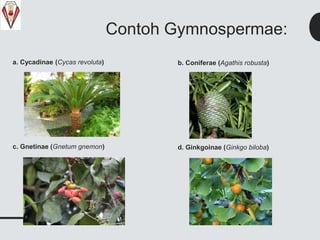 Contoh Gymnospermae:
a. Cycadinae (Cycas revoluta)
c. Gnetinae (Gnetum gnemon)
b. Coniferae (Agathis robusta)
d. Ginkgoinae (Ginkgo biloba)
 