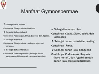 Manfaat Gymnospermae
 Sebagai Obat obatan
Contohnya: Ginkgo biloba dan Pinus.
 Sebagai bahan industri
Contohnya: Podocarpus, Pinus, Sequoia dan Agathis.
 Sebagai kosmetik
Contohnya: Ginkgo biloba – sebagai agen anti
penuaan.
 Sebagai bahan makanan
Contohnya: Gnetum gnemon (daunnya untuk
sayuran dan bijinya untuk membuat emping)
 Sebagai tanaman hias
Contohnya: Cycas, Dioon, edule, dan
Cupressus.
 Sebagai bahan industri terpenting
Contohnya: Pinus.
 Sebagai bahan kayu bangunan
Contohnya: Podocarpus, Sequoia
(kayu merah), dan Agathis (untuk
bahan kayu lapis atau tripleks).
 