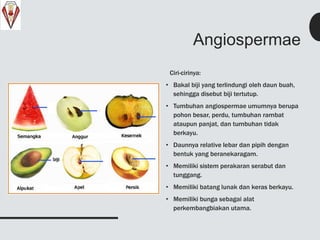 Angiospermae
Ciri-cirinya:
• Bakal biji yang terlindungi oleh daun buah,
sehingga disebut biji tertutup.
• Tumbuhan angiospermae umumnya berupa
pohon besar, perdu, tumbuhan rambat
ataupun panjat, dan tumbuhan tidak
berkayu.
• Daunnya relative lebar dan pipih dengan
bentuk yang beranekaragam.
• Memiliki sistem perakaran serabut dan
tunggang.
• Memiliki batang lunak dan keras berkayu.
• Memiliki bunga sebagai alat
perkembangbiakan utama.
 