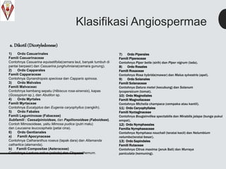 Klasifikasi Angiospermae
a. Dikotil (Dicotyledoneae)
1) Ordo Casuarinales
Famili Casuarinaceae
Contohnya Casuarina equisetifolia(cemara laut, banyak tumbuh di
pantai berpasir) dan Casuarina junghuhniana(cemara gunung).
2) Ordo Capparales
Famili Capparaceae
Contohnya Gynandropsis speciosa dan Capparis spinosa.
3) Ordo Malvales
Famili Malvaceac
Contohnya kembang sepatu (Hibiscus rosa-sinensis), kapas
(Gossypium sp.), dan Abutilon sp.
4) Ordo Myrtales
Famili Myrtaceae
Contohnya Eucalyptus dan Eugenia caryophyllus (cengkih).
5) Ordo Fabales
Famili Leguminosae (Fabaceae)
Subfamili : Caesalpinioideae, dan Papilionoideae (Faboideae).
Contoh Mimosoideae, yaitu Mimosa pudica (putri malu)
dan Leucaena leucocephala (petai cina).
6) Ordo Gentianales
a) Famili Apocynaceae
Contohnya Catharanthus roseus (tapak dara) dan Allamanda
cathartica (alamanda).
b) Famili Compositae (Asteraceae)
Contohnya Lactuca sativa (selada) dan Chrysanthemum.
7) Ordo Piperales
Famili Piperaceae
Contohnya Piper betle (sirih) dan Piper nigrum (lada).
8) Ordo Rosales
Famili Rosaceae
Contohnya Rosa hybrida(mawar) dan Malus sylvestris (apel).
9) Ordo Solanales
Famili Solanaceae
Contohnya Datura metel (kecubung) dan Solanum
lycopersicum (tomat).
10) Ordo Magnoliales
Famili Magnoliaceae
Contohnya Michelia champaca (cempaka atau kantil).
11) Ordo Caryophyllales
Famili Nyctaginaceae
Contohnya Bougainvillea spectabilis dan Mirabilis jalapa (bunga pukul
empat).
12) Ordo Nymphaeales
Familia Nymphaeaceae
Contohnya Nymphaea nouchali (teratai kecil) dan Nelumbium
nelumbo(teratai besar).
13) Ordo Sapindales
Famili Rutaceae
Contohnya Citrus maxima (jeruk Bali) dan Murraya
paniculata (kemuning).
 