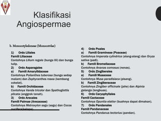 Klasifikasi
Angiospermae
b. Monocotyledoneae (Monocotvlae)
1) Ordo Liliales
Famili Liliaceae
Contohnya Lilium regale (bunga lili) dan bunga
tulip.
2) Ordo Asparagales
a) Famili Amaryllidaceae
Contohnya Polianthes tuberosa (bunga sedap
malam) dan Zephyranthes rosea (kembang
cokelat).
b) Famili Orchidaceae
Contohnya Vanda tricolor dan Spathoglottis
plicata (anggrek tanah).
3) Ordo Arecales
Famili Palmae (Arecaceae)
Contohnya Metroxylon sagu (sagu) dan Cocos
nucifera(kelapa).
4) Ordo Poales
a) Famili Gramineae (Poaceae)
Contohnya Imperata cylindrica (alang-alang) dan Oryza
sativa (padi).
b) Famili Bromeliaceae
Contohnya Ananas comosus (nenas).
5) Ordo Zingiberales
a) Famili Musaceae
Contohnya Musa paradisiaca (pisang).
b) Famili Zingiberaceae
Contohnya Zingiber officinale (jahe) dan Alpinia
galanga (lengkuas).
6) Ordo Caryophyllales
Famili Cactaceae
Contohnya Opuntia elatior (buahnya dapat dimakan).
7) Ordo Pandanales
Famili Pandanaceae
Contohnya Pandanus tectorius (pandan).
 