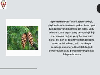 Spermatophyta (Yunani, sperma=biji ,
phyton=tumbuhan) merupakan kelompok
tumbuhan yang memiliki ciri khas, yaitu
adanya suatu organ yang berupa biji. Biji
merupakan bagian yang berasal dari
bakal biji dan di dalamnya mengandung
calon individu baru, yaitu lembaga.
Lembaga akan terjadi setelah terjadi
penyerbukan atau persarian yang diikuti
oleh pembuahan.
 