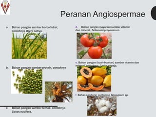 Peranan Angiospermae
a. Bahan pangan sumber karbohidrat,
contohnya Oryza sativa.
b. Bahan pangan sumber protein, contohnya
Phaseolus radiatus.
c. Bahan pangan sumber lemak, contohnya
Cocos nucifera.
d. Bahan pangan (sayuran) sumber vitamin
dan mineral, Solanum lycopersicum.
e. Bahan pangan (buah-buahan) sumber vitamin dan
mineral, contohnya, Carica papaja.
f. Bahan sandang, contohnya Gossypium sp.
 