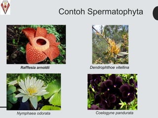 Contoh Spermatophyta
Rafflesia arnoldii Dendrophthoe vitellina
Nymphaea odorata Coelogyne pandurata
 