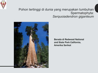 Pohon tertinggi di dunia yang merupakan tumbuhan
Spermatophyta:
Serquoiadendron giganteum
Berada di Redwood National
and State Park California,
Amerika Serikat
 