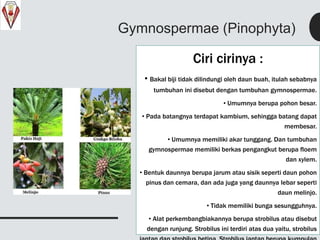Gymnospermae (Pinophyta)
Ciri cirinya :
• Bakal biji tidak dilindungi oleh daun buah, itulah sebabnya
tumbuhan ini disebut dengan tumbuhan gymnospermae.
• Umumnya berupa pohon besar.
• Pada batangnya terdapat kambium, sehingga batang dapat
membesar.
• Umumnya memiliki akar tunggang. Dan tumbuhan
gymnospermae memiliki berkas pengangkut berupa floem
dan xylem.
• Bentuk daunnya berupa jarum atau sisik seperti daun pohon
pinus dan cemara, dan ada juga yang daunnya lebar seperti
daun melinjo.
• Tidak memiliki bunga sesungguhnya.
• Alat perkembangbiakannya berupa strobilus atau disebut
dengan runjung. Strobilus ini terdiri atas dua yaitu, strobilus
 