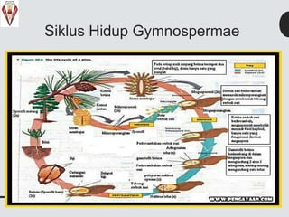 Siklus Hidup Gymnospermae
 