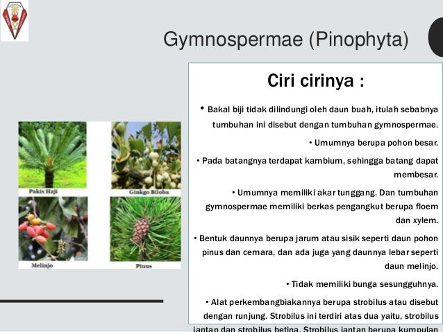 Magnoliophyta Dan Spermatophyta Magnoliophyta Dan Spermatophyta