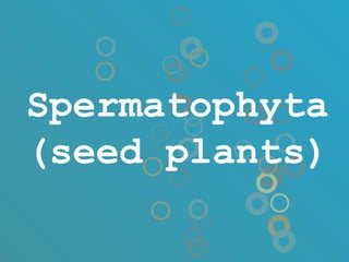 Spermatophyta
(seed plants)
 