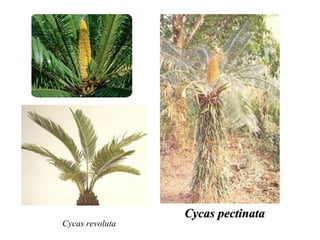 Cycas pectinata
Cycas revoluta
 