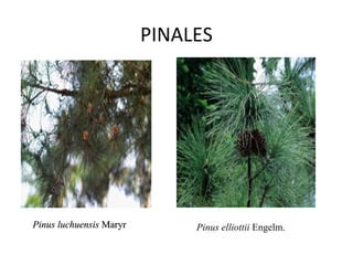 PINALES




Pinus luchuensis Maryr        Pinus elliottii Engelm.
 